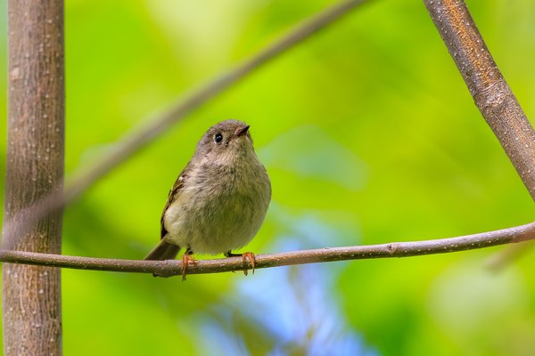 Ruby-crowned Kinglet