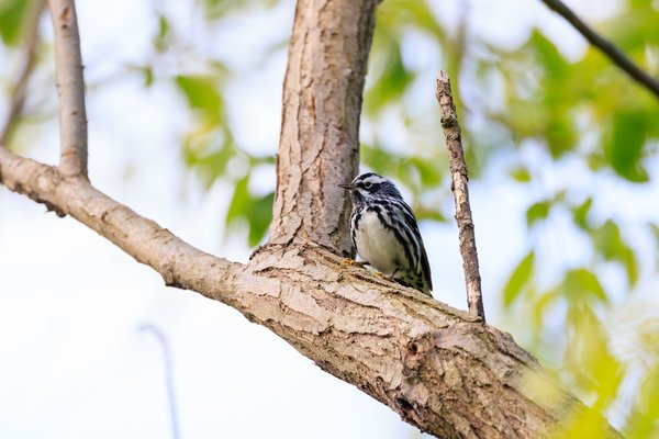 Black-and-white Warbler