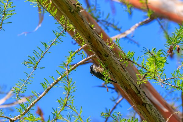 Red-breasted Nuthatch