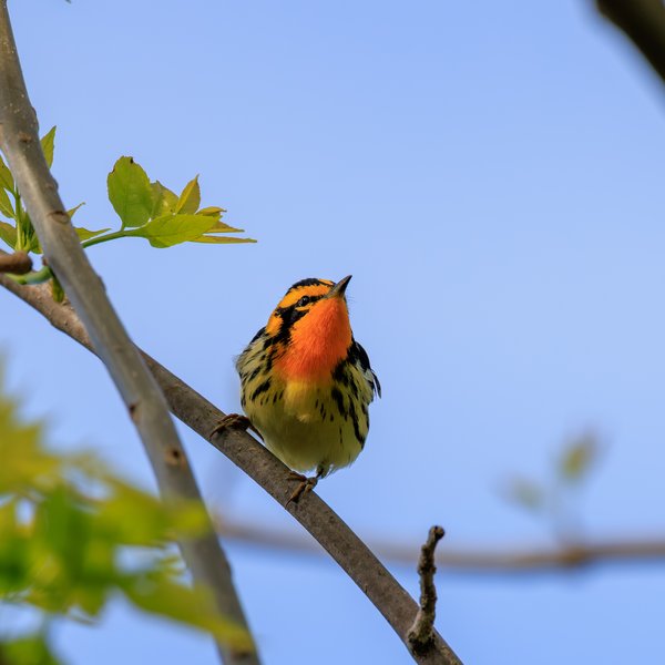 Blackburnian Warbler