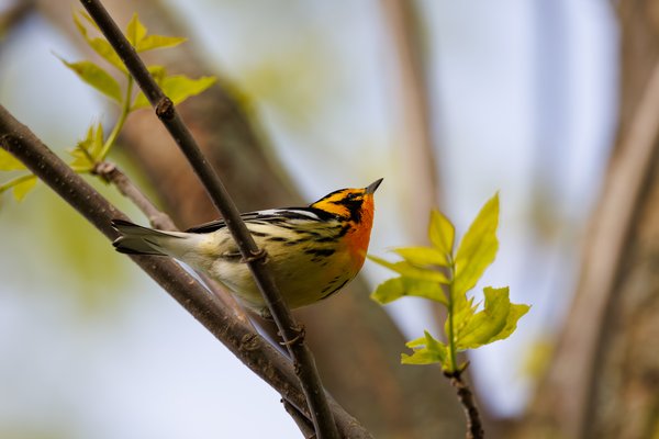 Blackburnian Warbler