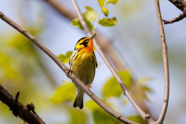 Blackburnian Warbler