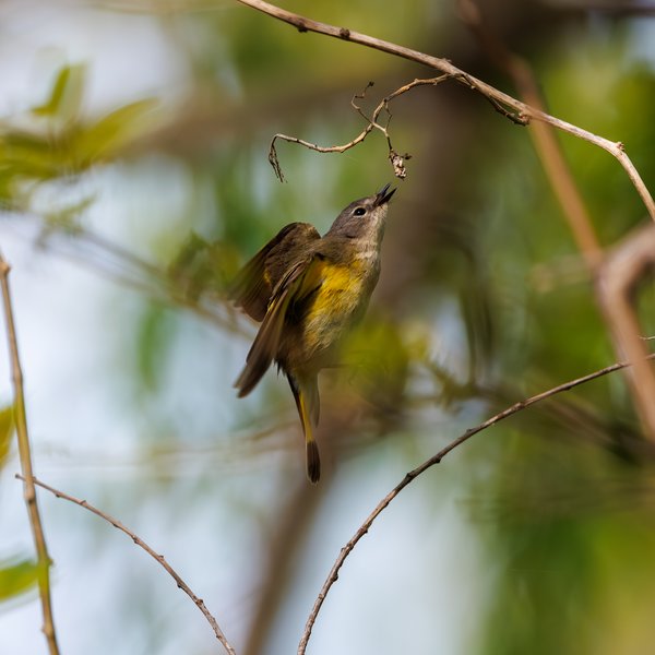American Redstart