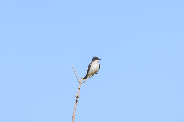 Eastern Kingbird