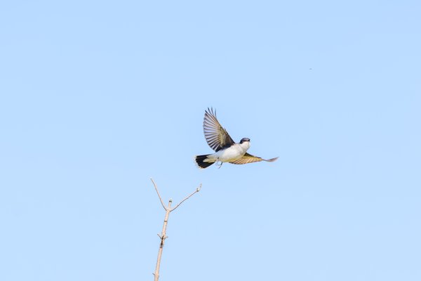 Eastern Kingbird