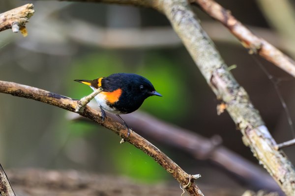 American Redstart