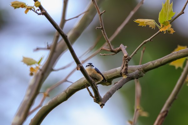 Red-breasted Nuthatch