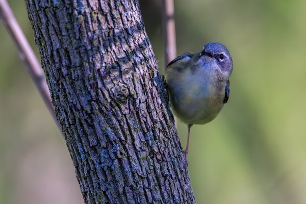 Black-throated Blue Warbler