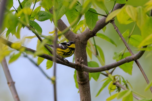 Magnolia Warbler