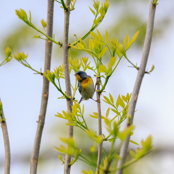 Northern Parula