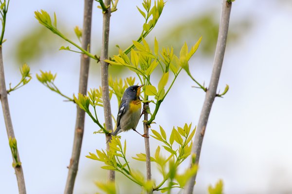 Northern Parula