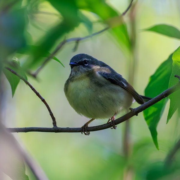 Black-throated Blue Warbler