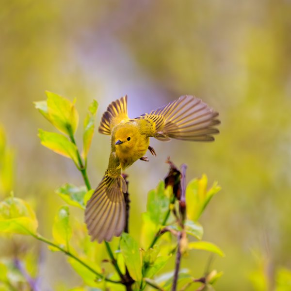 Northern Yellow Warbler