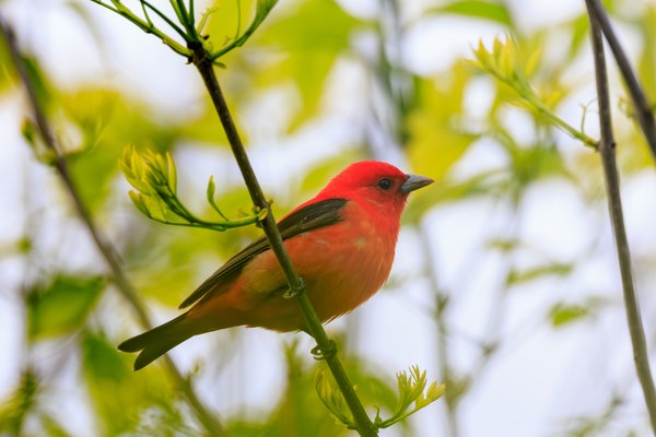 Scarlet Tanager