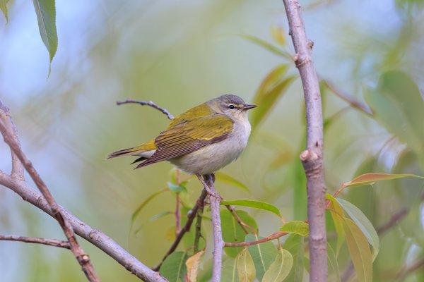 Tennessee Warbler