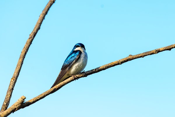 Tree Swallow