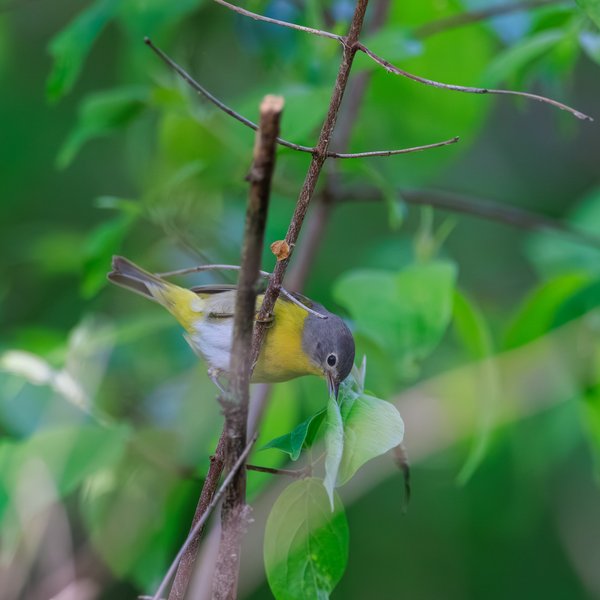 Nashville Warbler