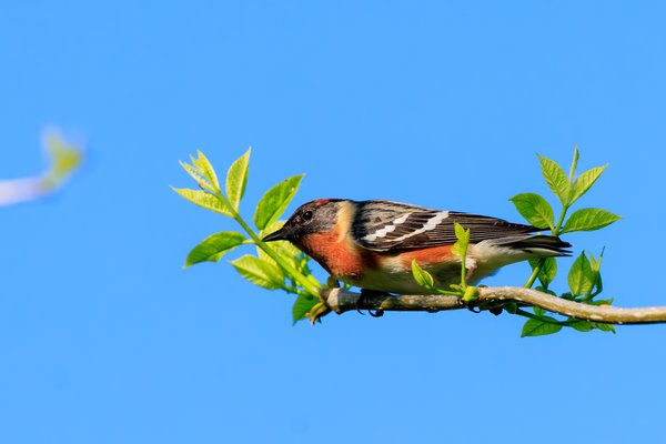 Bay-breasted Warbler