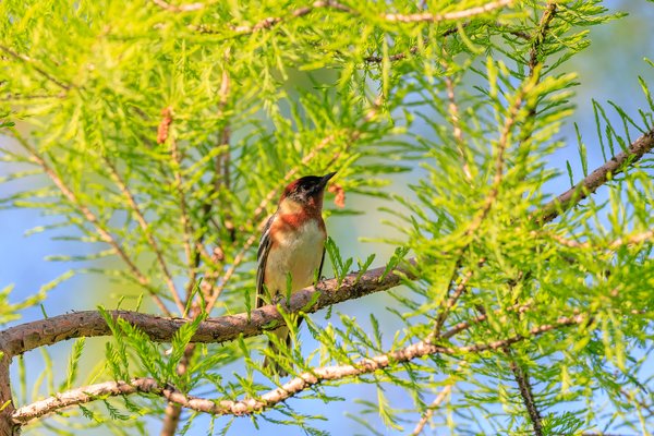 Bay-breasted Warbler