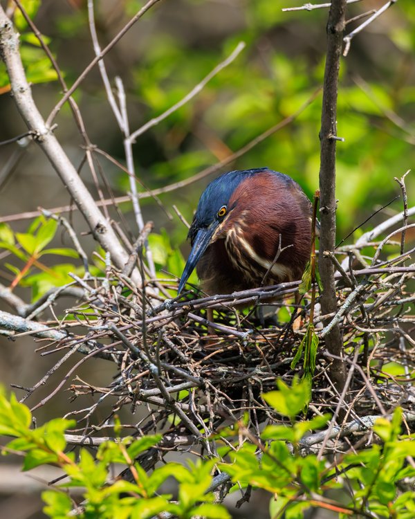 Green Heron