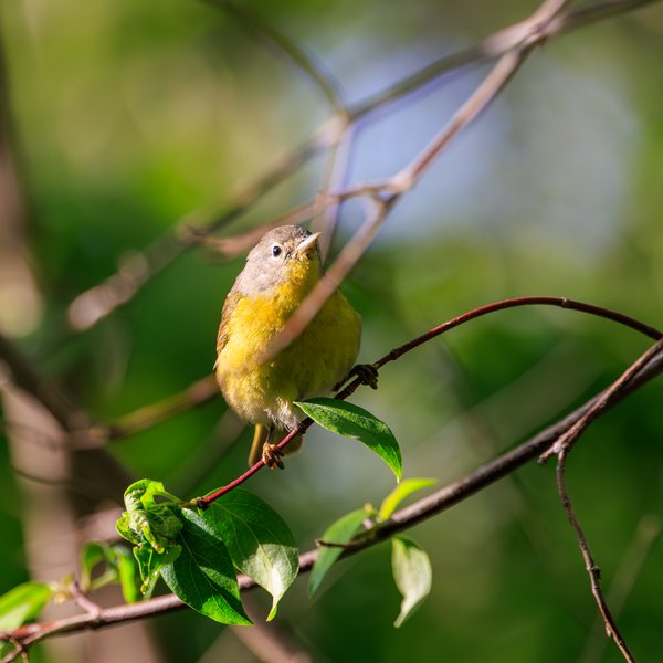 Nashville Warbler