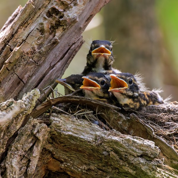 American Robin