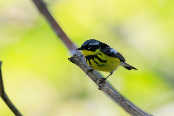 Magnolia Warbler