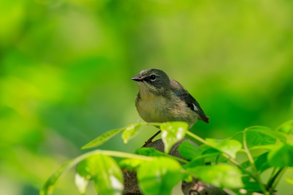 Black-throated Blue Warbler