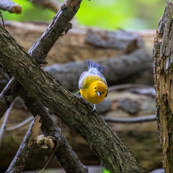 Prothonotary Warbler