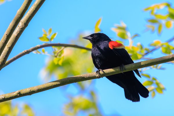 Red-winged Blackbird