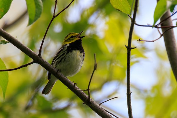 Black-throated Green Warbler
