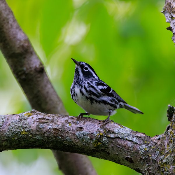 Black-and-white Warbler
