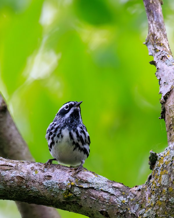 Black-and-white Warbler