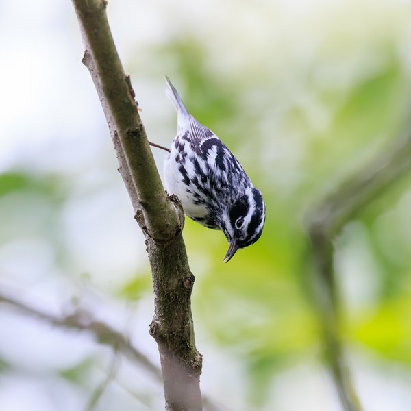 Black-and-white Warbler