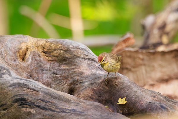 Palm Warbler