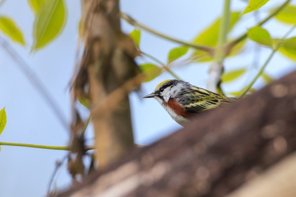 Chestnut-sided Warbler