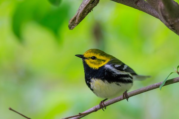 Black-throated Green Warbler