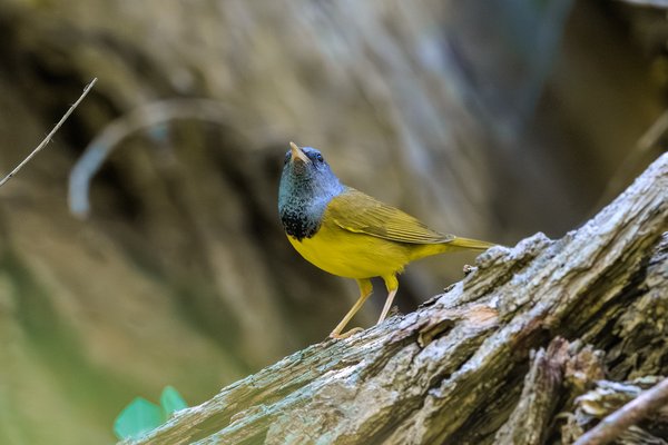 Mourning Warbler