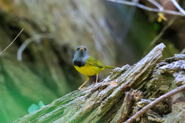 Mourning Warbler