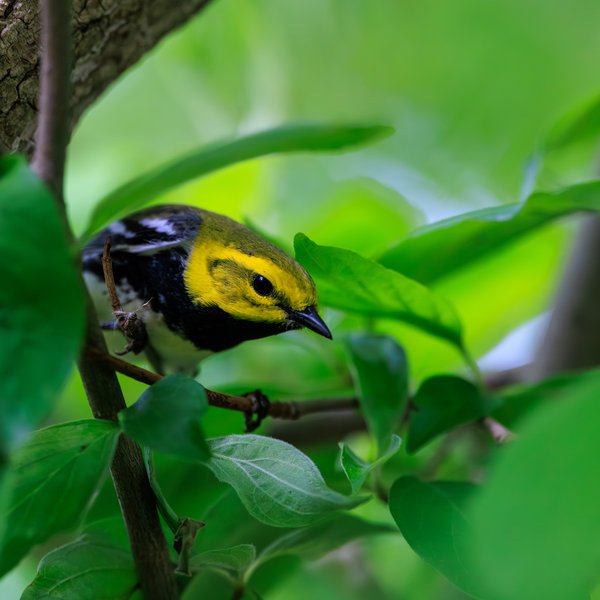 Black-throated Green Warbler