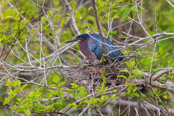 Green Heron