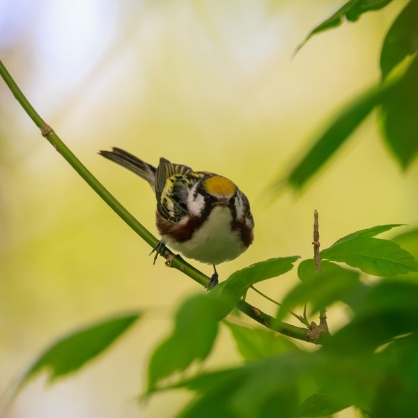 Chestnut-sided Warbler