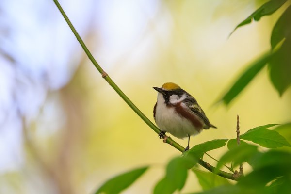 Chestnut-sided Warbler