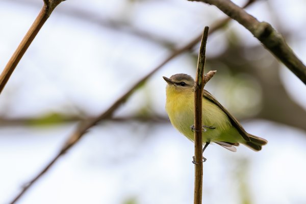 Philadelphia Vireo