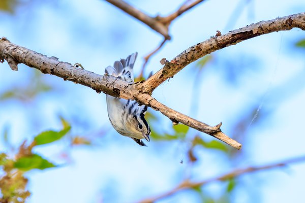 Black-and-white Warbler