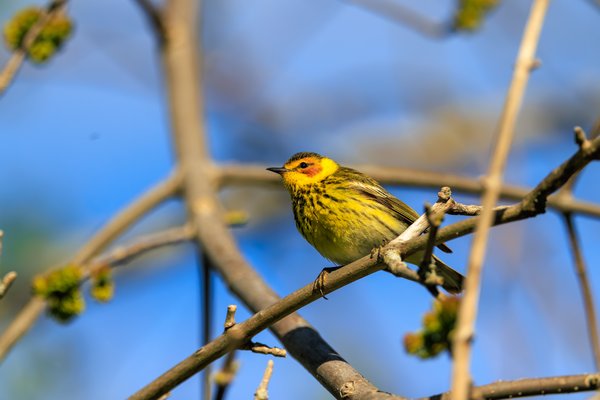 Cape May Warbler
