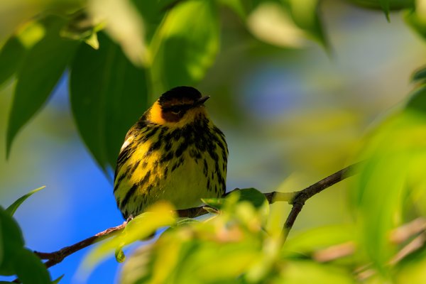 Cape May Warbler