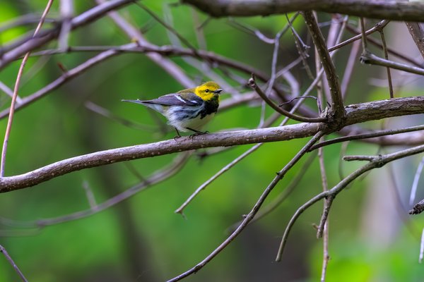 Black-throated Green Warbler