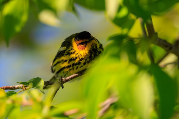 Cape May Warbler