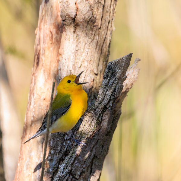 Prothonotary Warbler